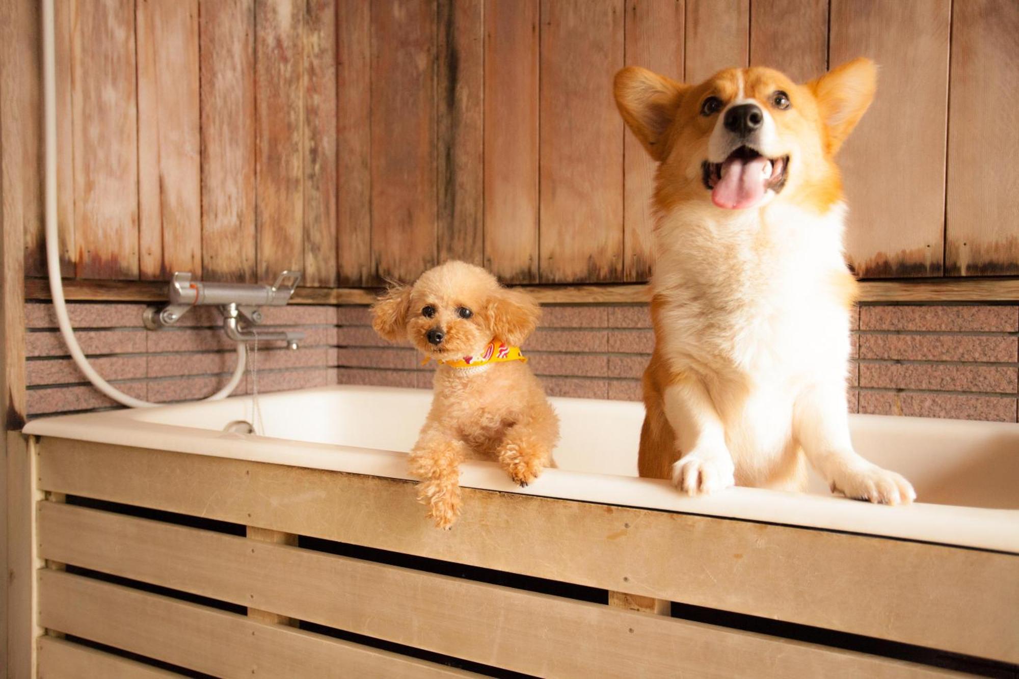 Izumigo Takayama Dog Paradise Hotel Buitenkant foto